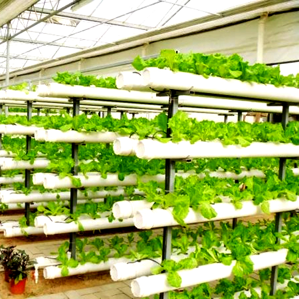 Outdoor Hydroponic Tower Grow  - Hydroponic System 评论和价格
