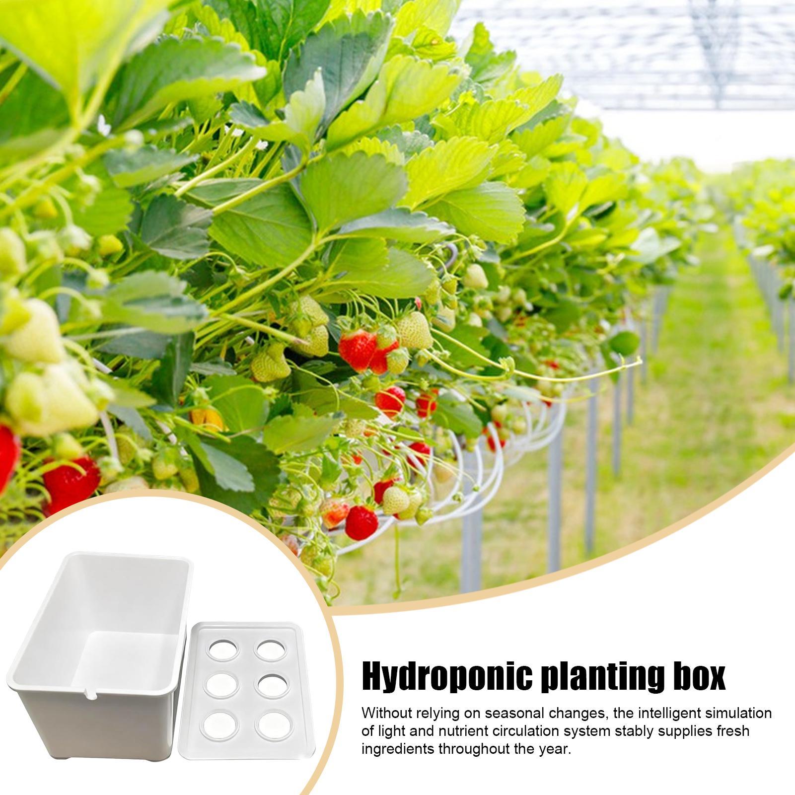 Hydroponic Planting Kit Beginn - Hydroponic System 评论和价格