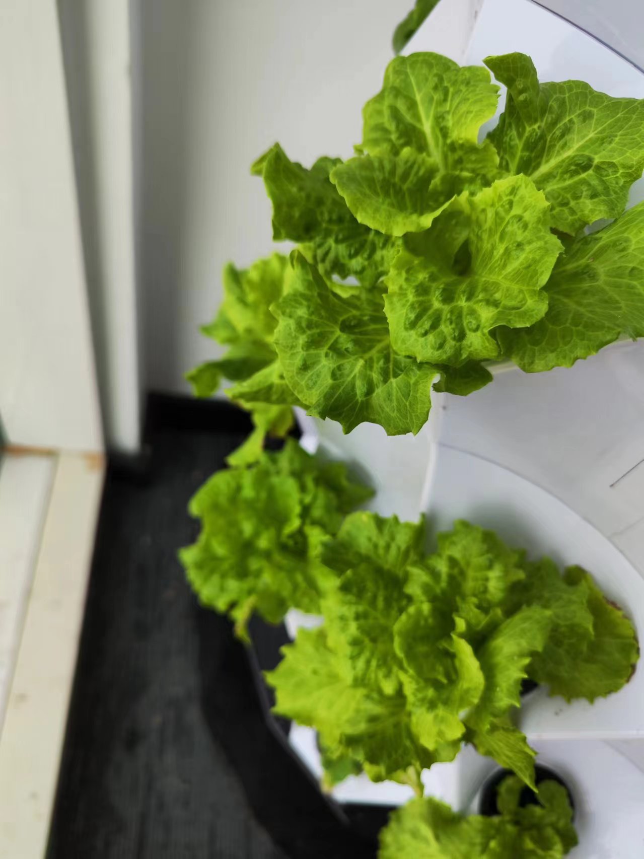 Farm Auto Irrigation Drip Kit  - Hydroponic System 评论和价格